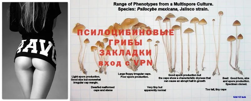 Галлюциногенные грибы Cubensis  Бабаево 